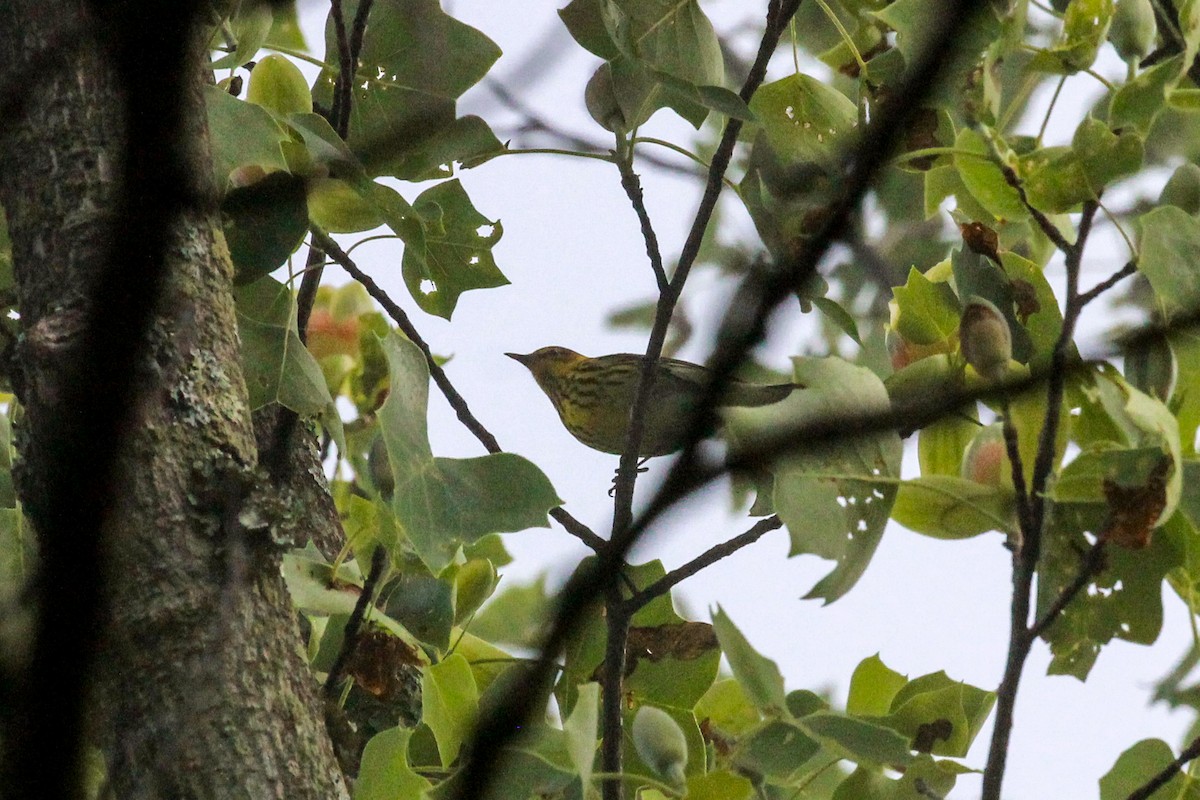 Cape May Warbler - ML619199611
