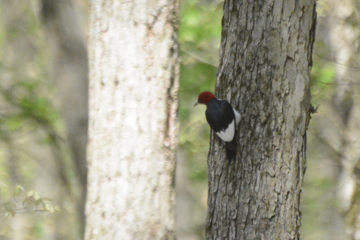 Red-headed Woodpecker - ML619199623