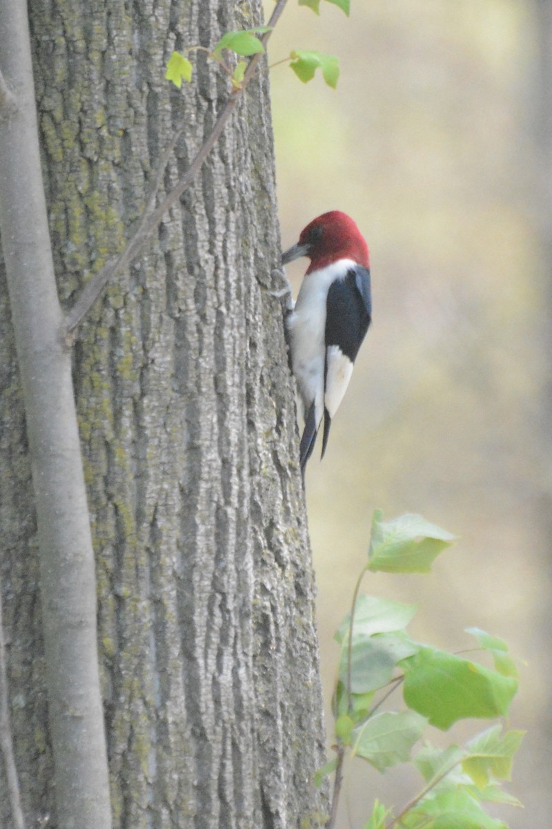 Red-headed Woodpecker - ML619199624