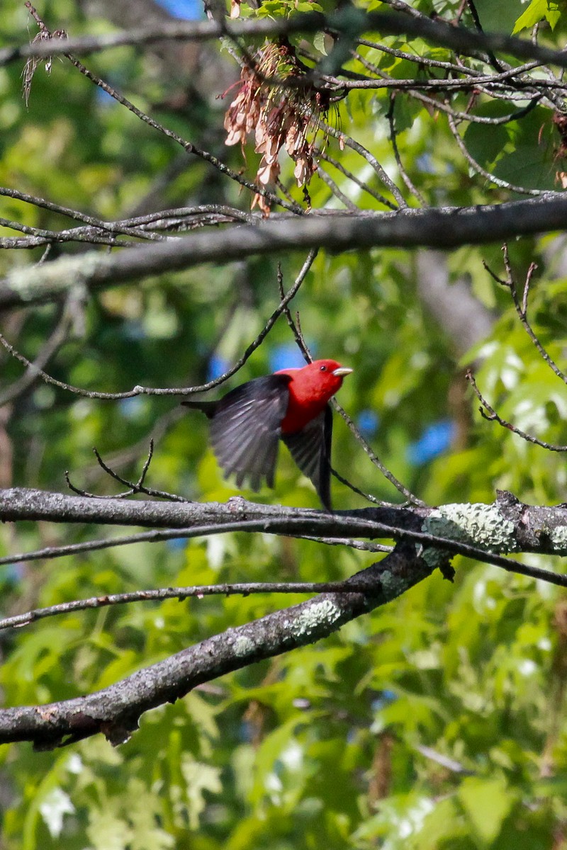 Scarlet Tanager - ML619199627