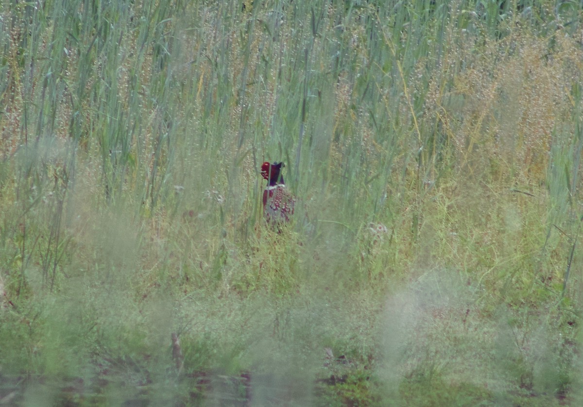Ring-necked Pheasant - ML619199642