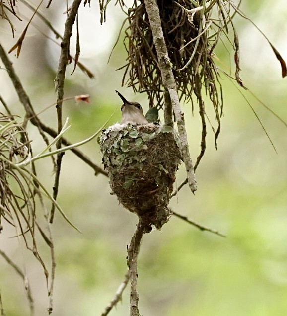 Black-chinned Hummingbird - ML619199794