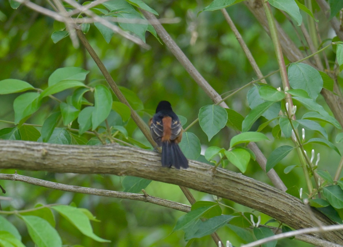 Orchard Oriole - ML619199807
