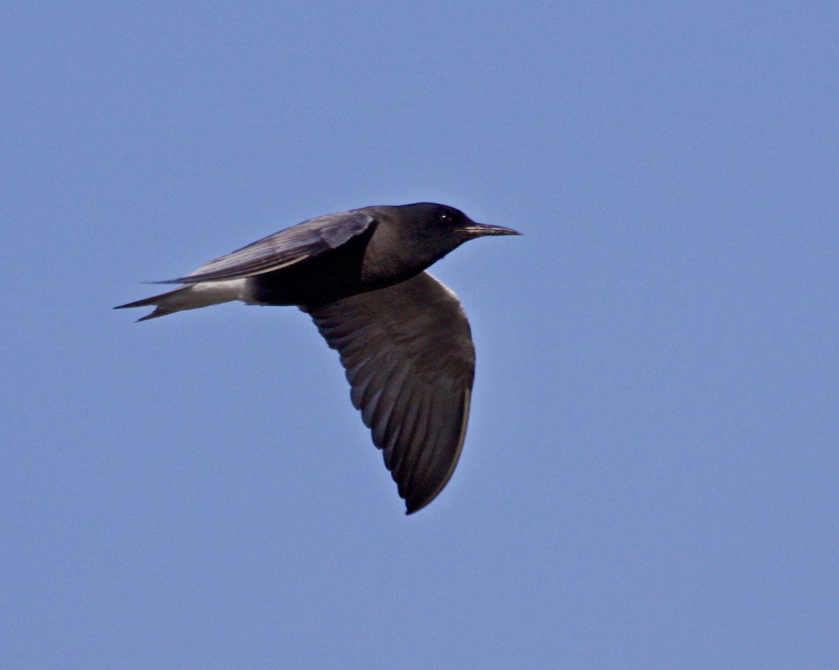 Black Tern - ML619199863