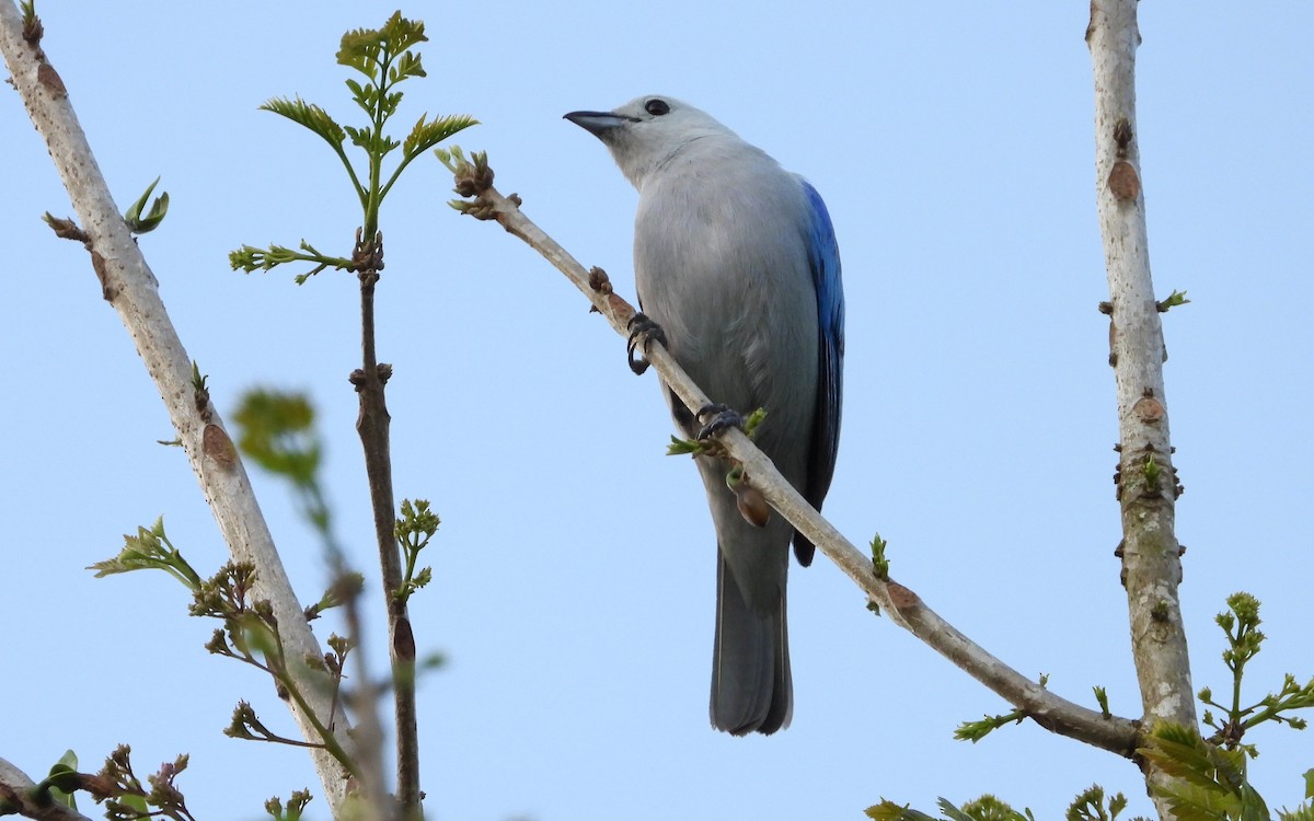 Blue-gray Tanager - ML619199874