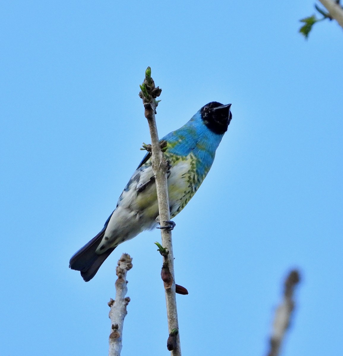 Swallow Tanager - ML619199890