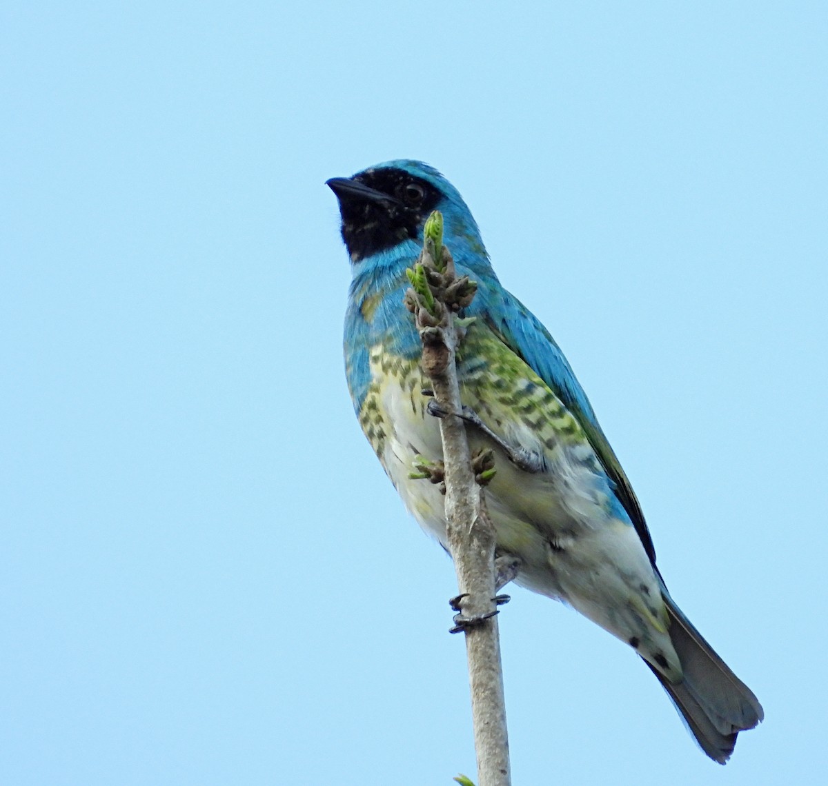Swallow Tanager - ML619199891