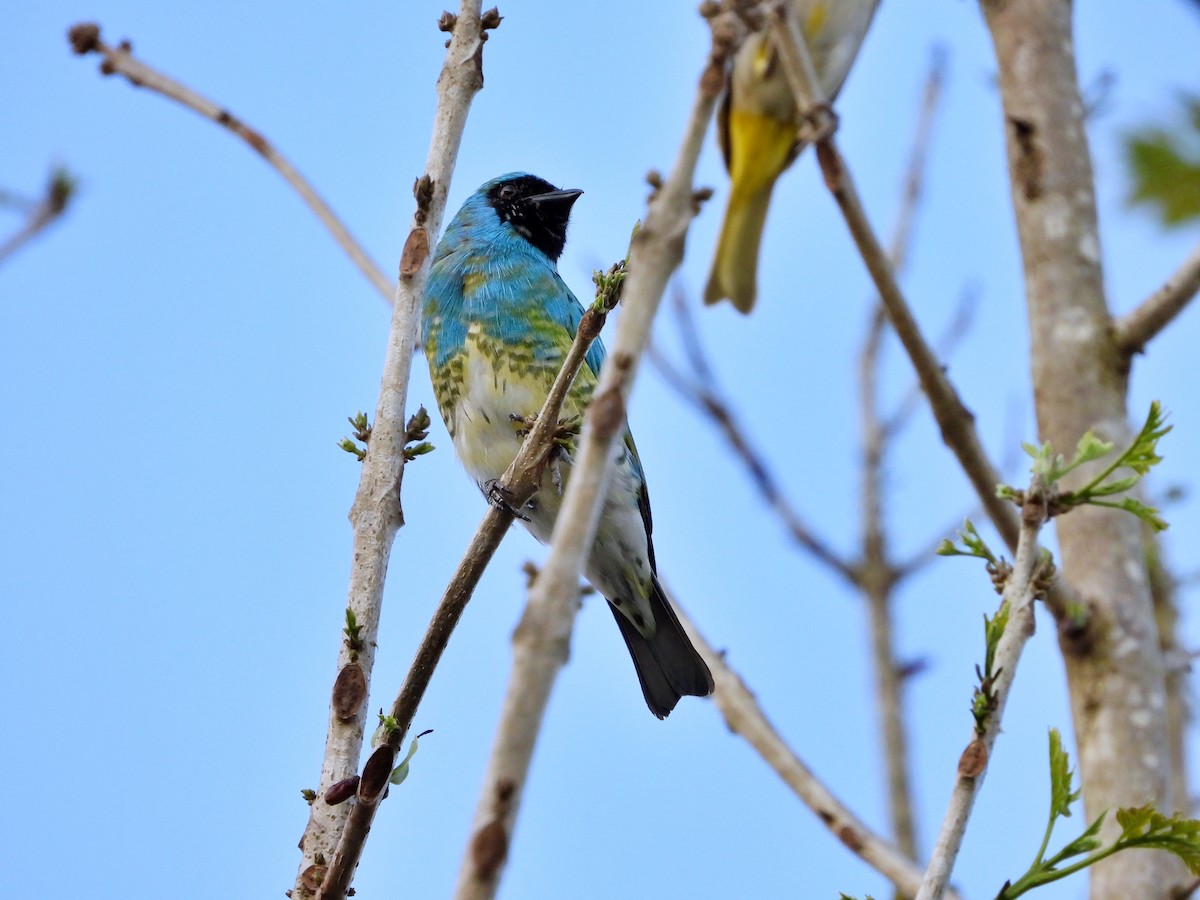 Swallow Tanager - ML619199906