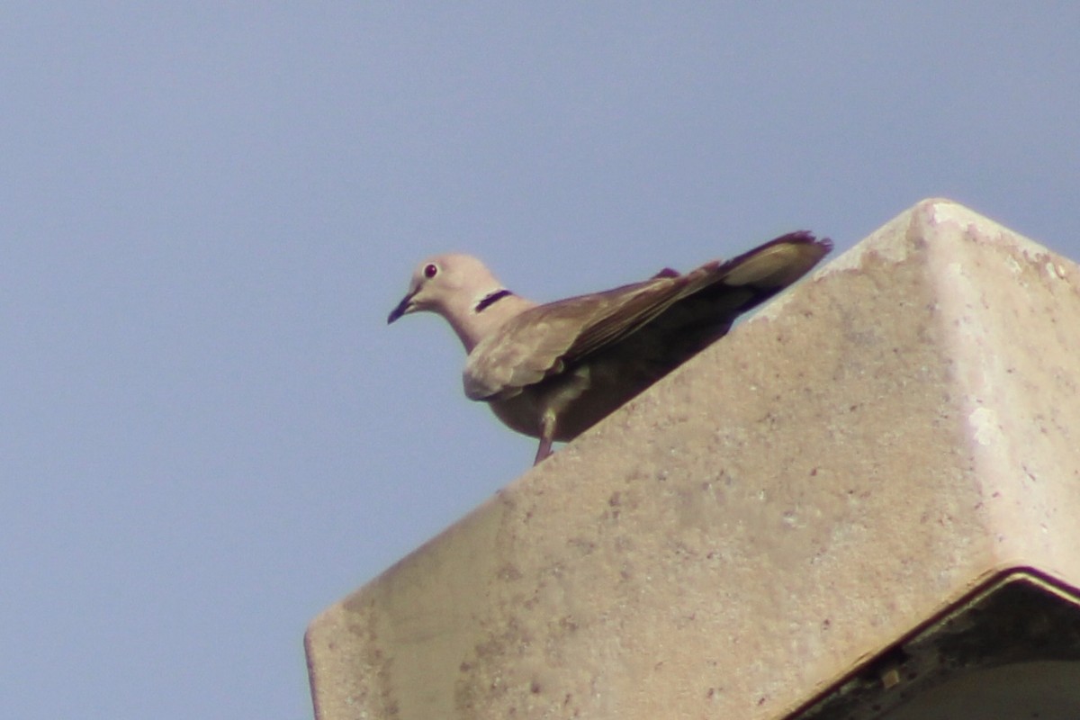 Eurasian Collared-Dove - ML619199961