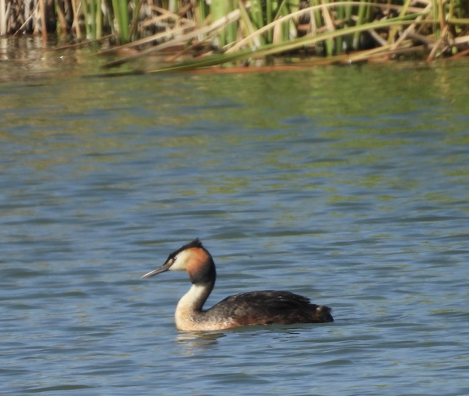 Great Crested Grebe - ML619199963