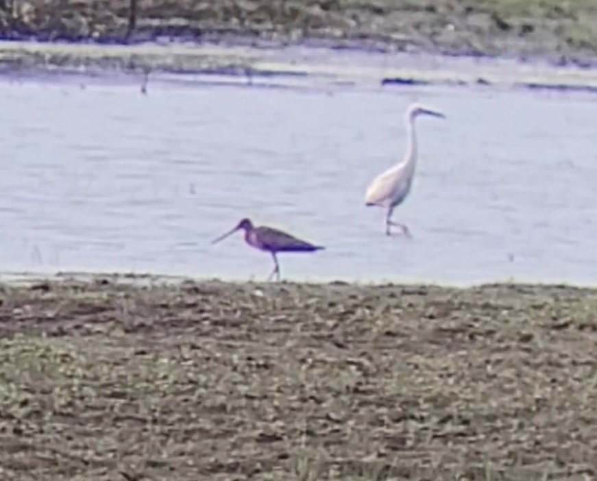 Hudsonian Godwit - ML619199974