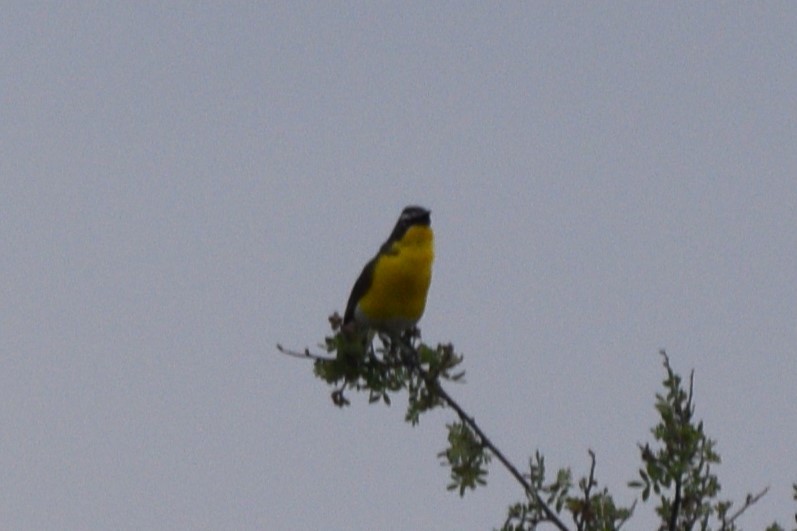Yellow-breasted Chat - ML619200000