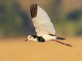  - Long-toed Lapwing