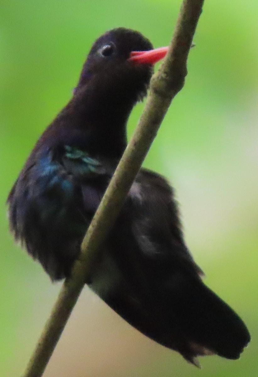 kolibřík savanový - ML619200060