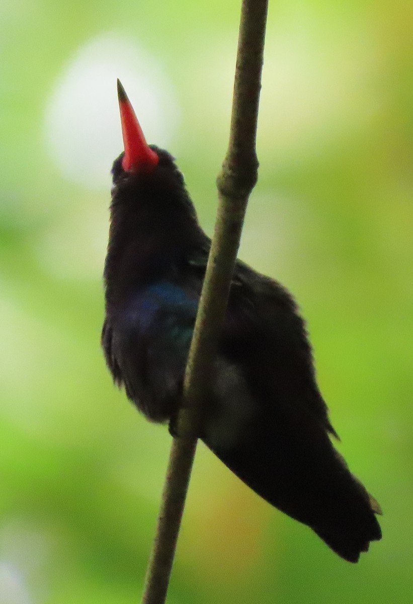 kolibřík savanový - ML619200062