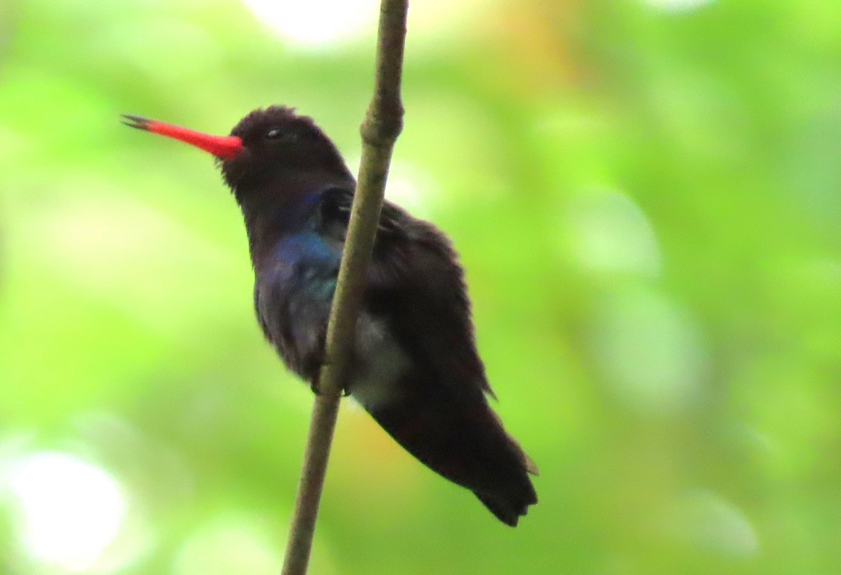 kolibřík savanový - ML619200071