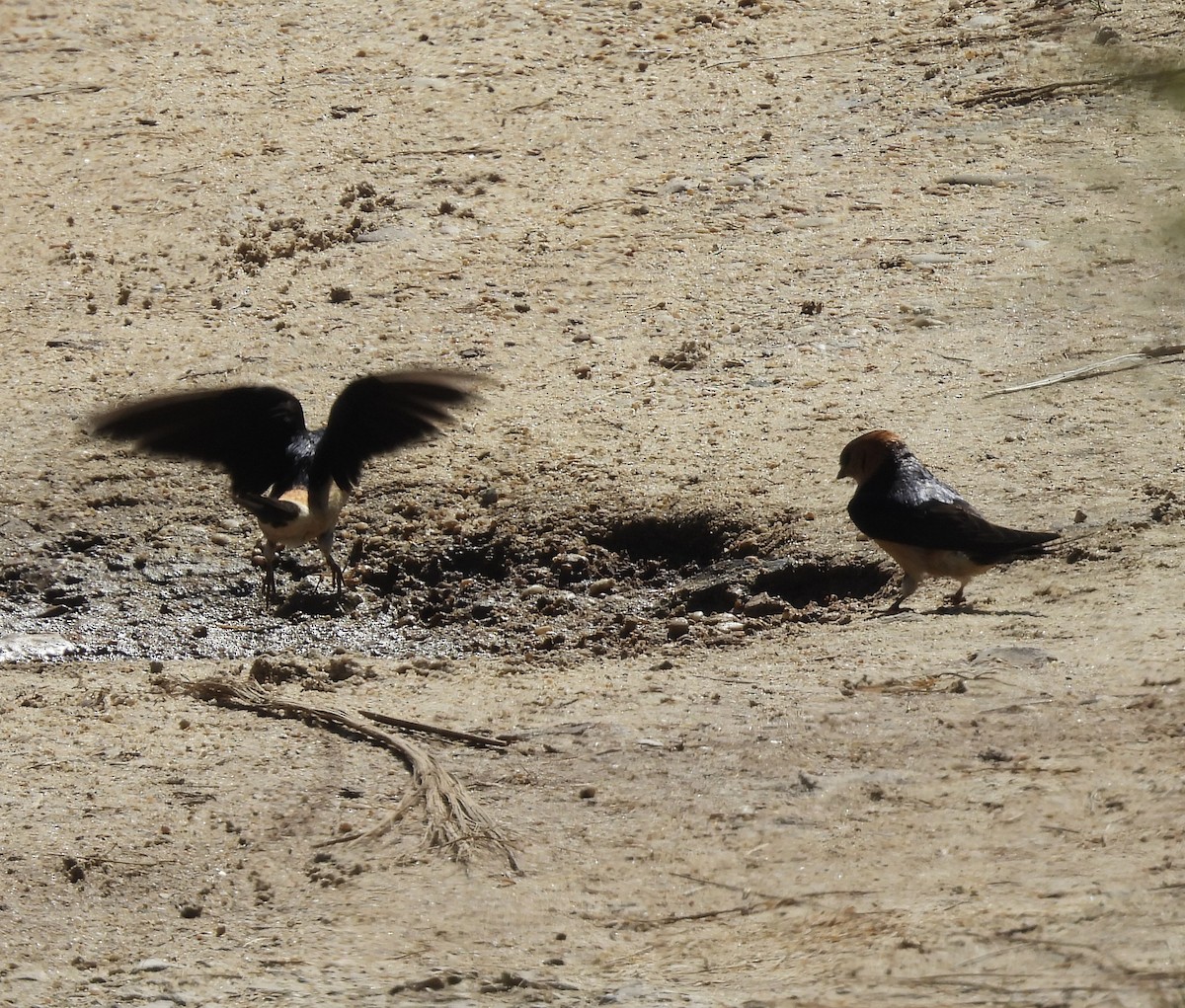 Red-rumped Swallow - ML619200093