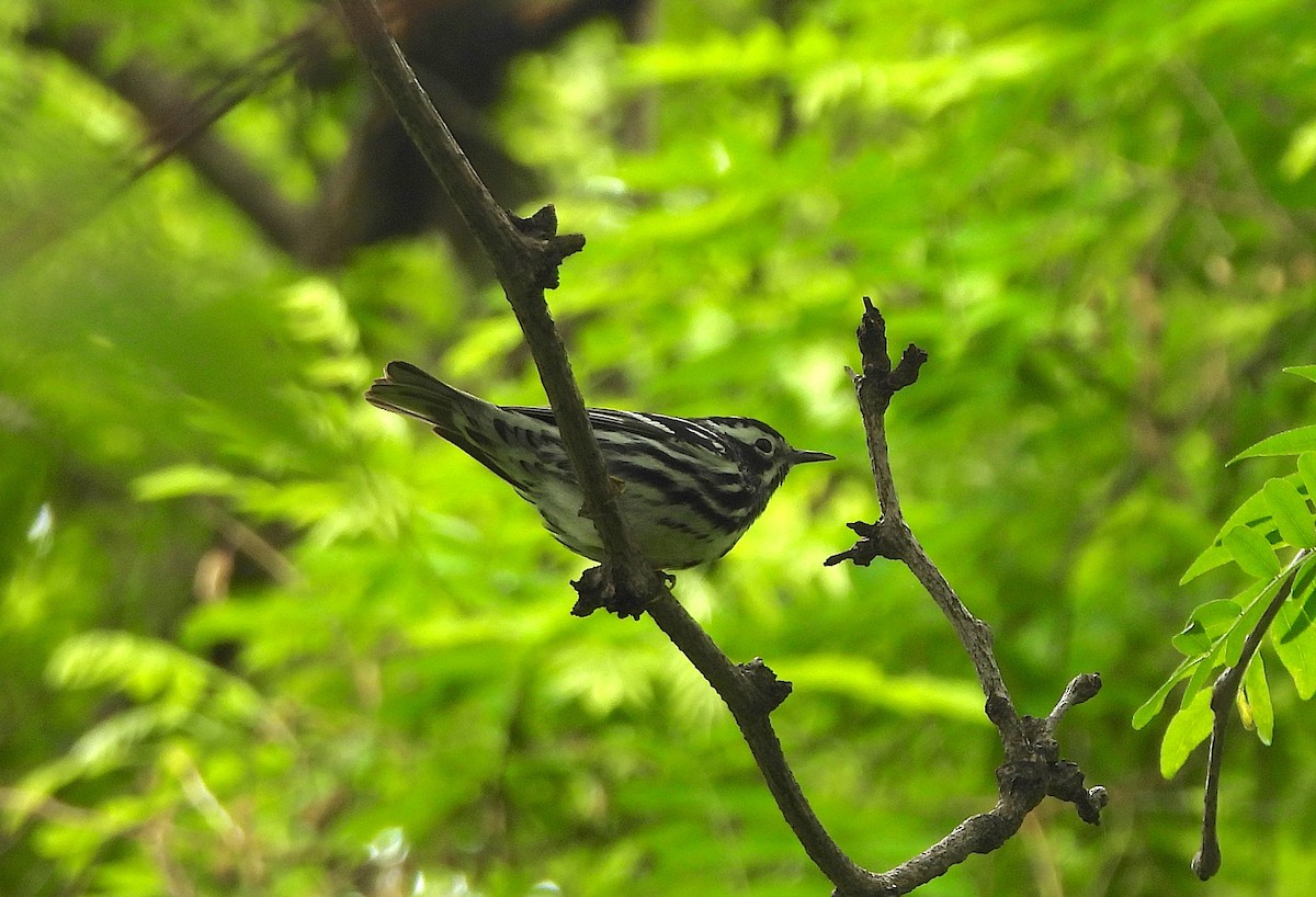 Black-and-white Warbler - ML619200104