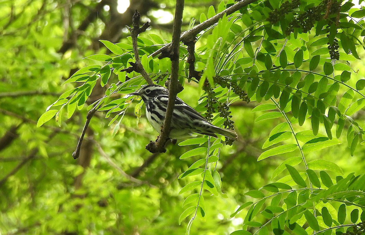 Black-and-white Warbler - ML619200105
