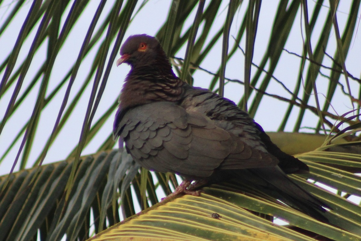 Scaly-naped Pigeon - ML619200132