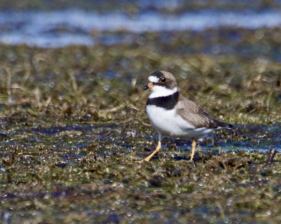 Semipalmated Plover - ML619200173