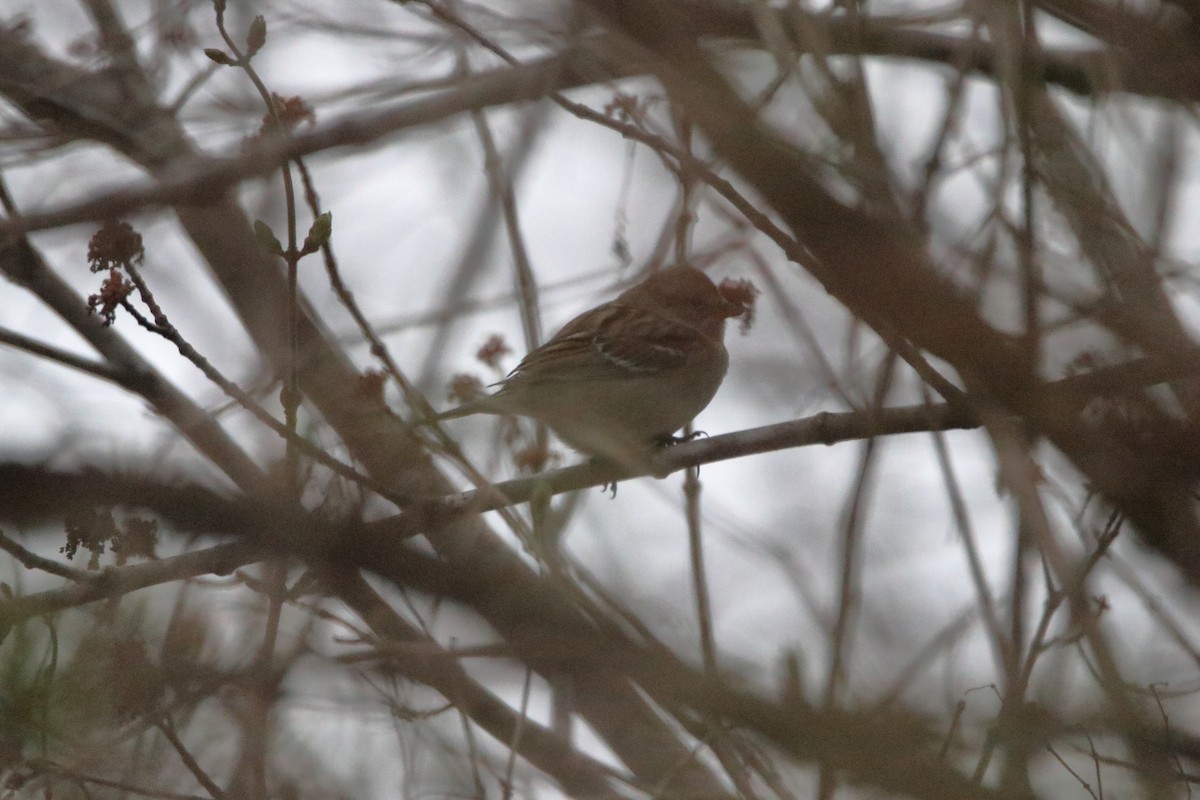American Tree Sparrow - ML619200202