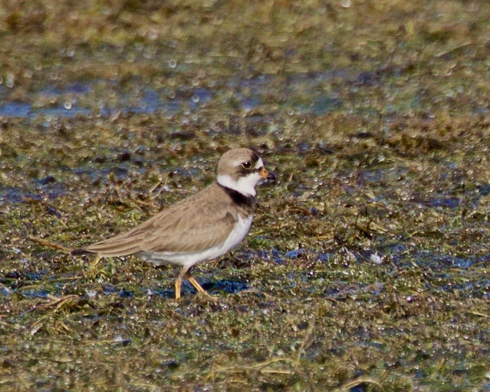 Semipalmated Plover - ML619200236