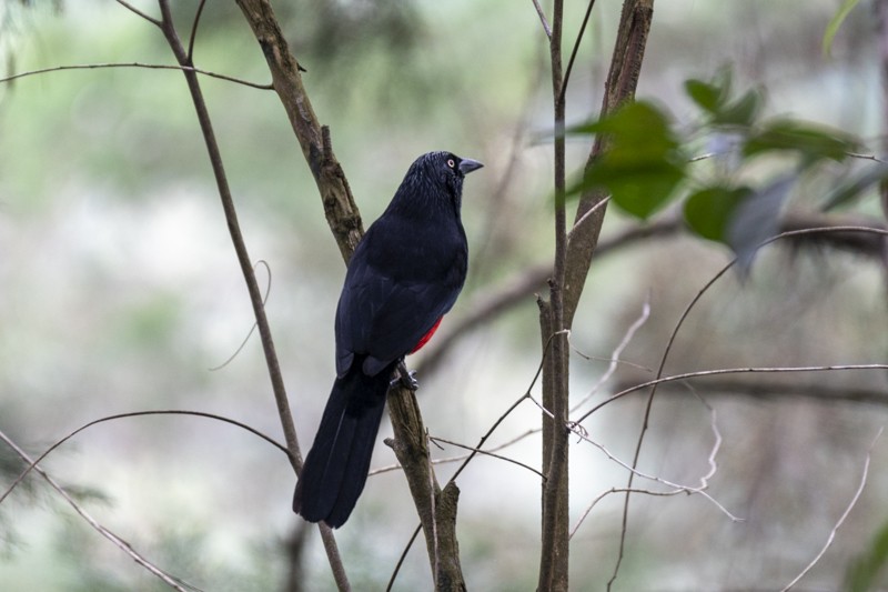 Red-bellied Grackle - ML619200264