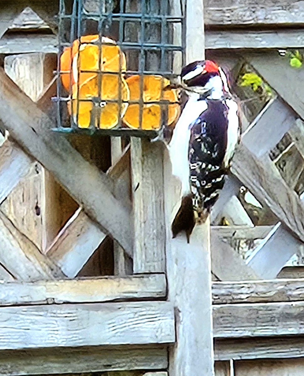 Hairy Woodpecker - ML619200280