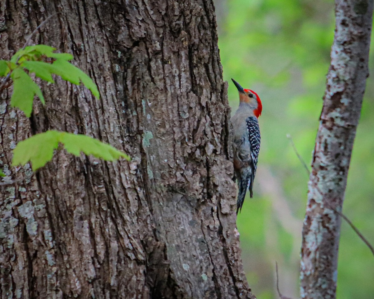 Red-bellied Woodpecker - ML619200283