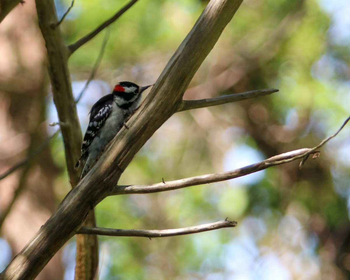 Red-bellied Woodpecker - ML619200284