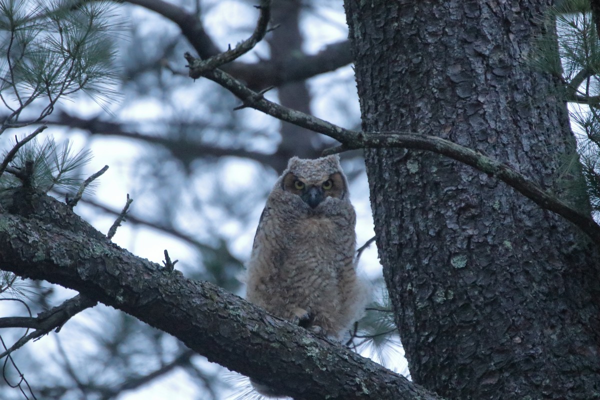 Great Horned Owl - ML619200304