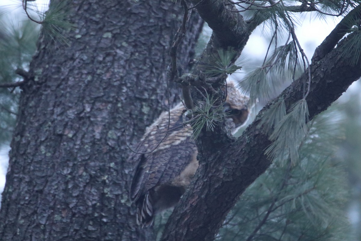 Great Horned Owl - ML619200314