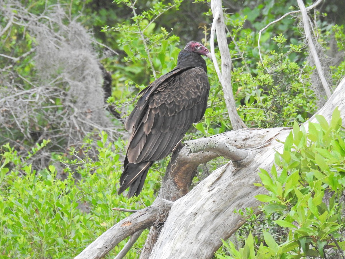 Turkey Vulture - ML619200344