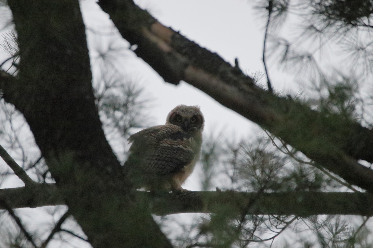 Great Horned Owl - ML619200356