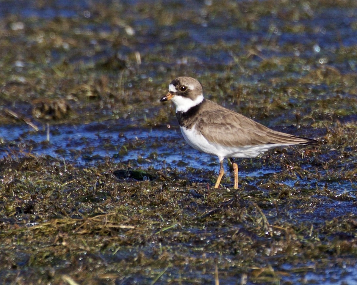 Semipalmated Plover - ML619200386