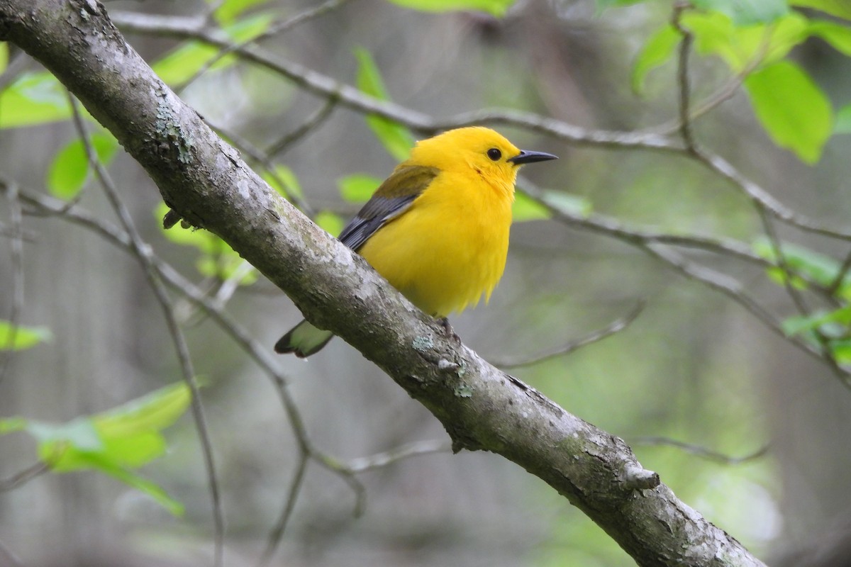Prothonotary Warbler - ML619200392