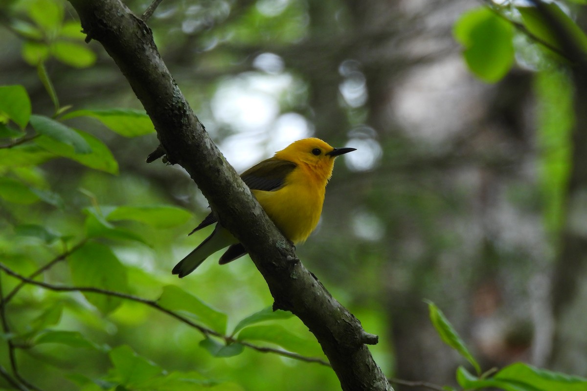 Prothonotary Warbler - ML619200417