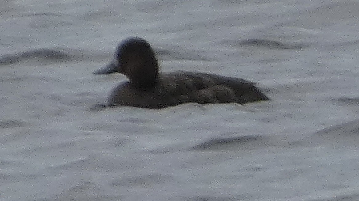 Greater Scaup - ML619200513