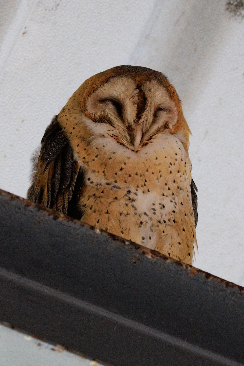 Barn Owl - ML619200524