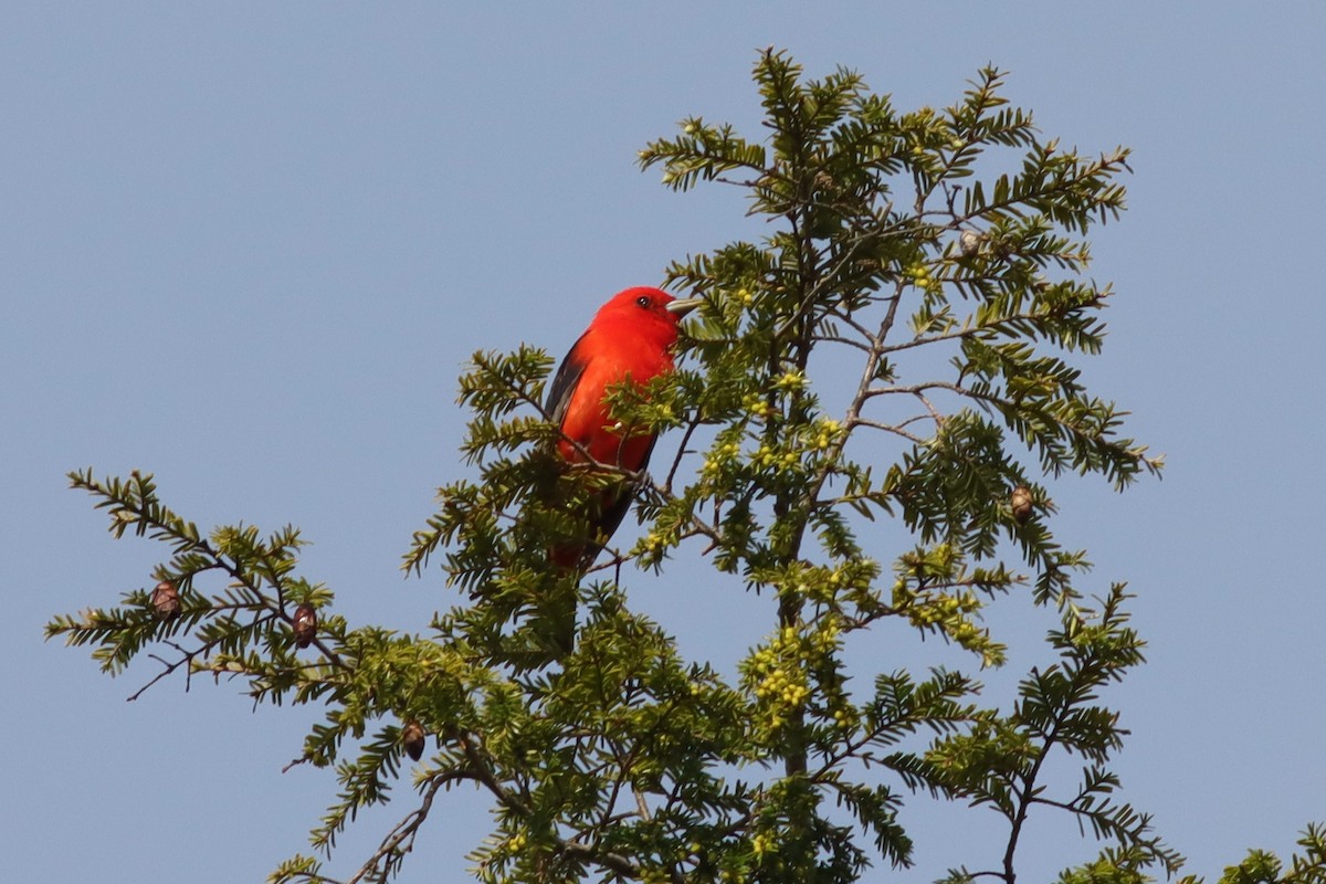 Scarlet Tanager - ML619200577