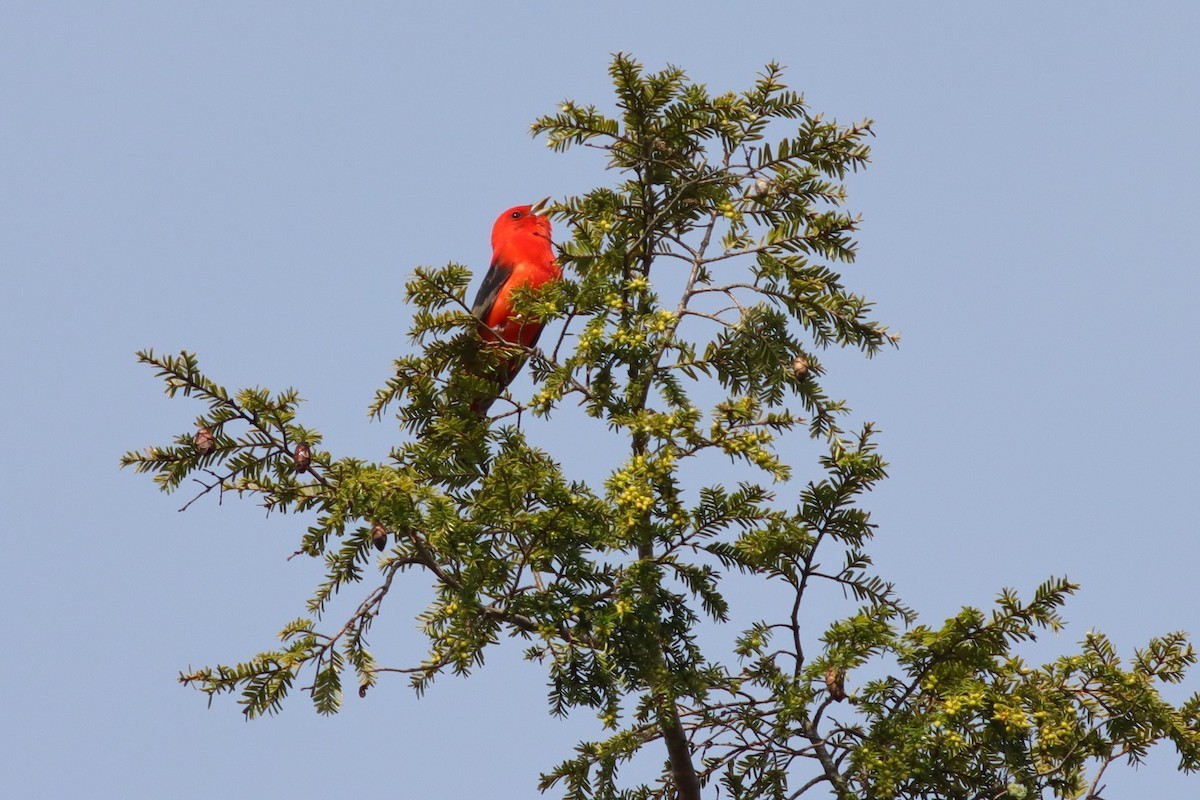 Scarlet Tanager - ML619200578