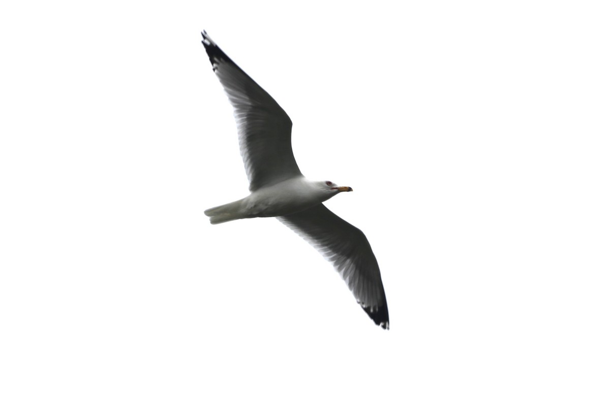 Делавэрская чайка - ML619200579