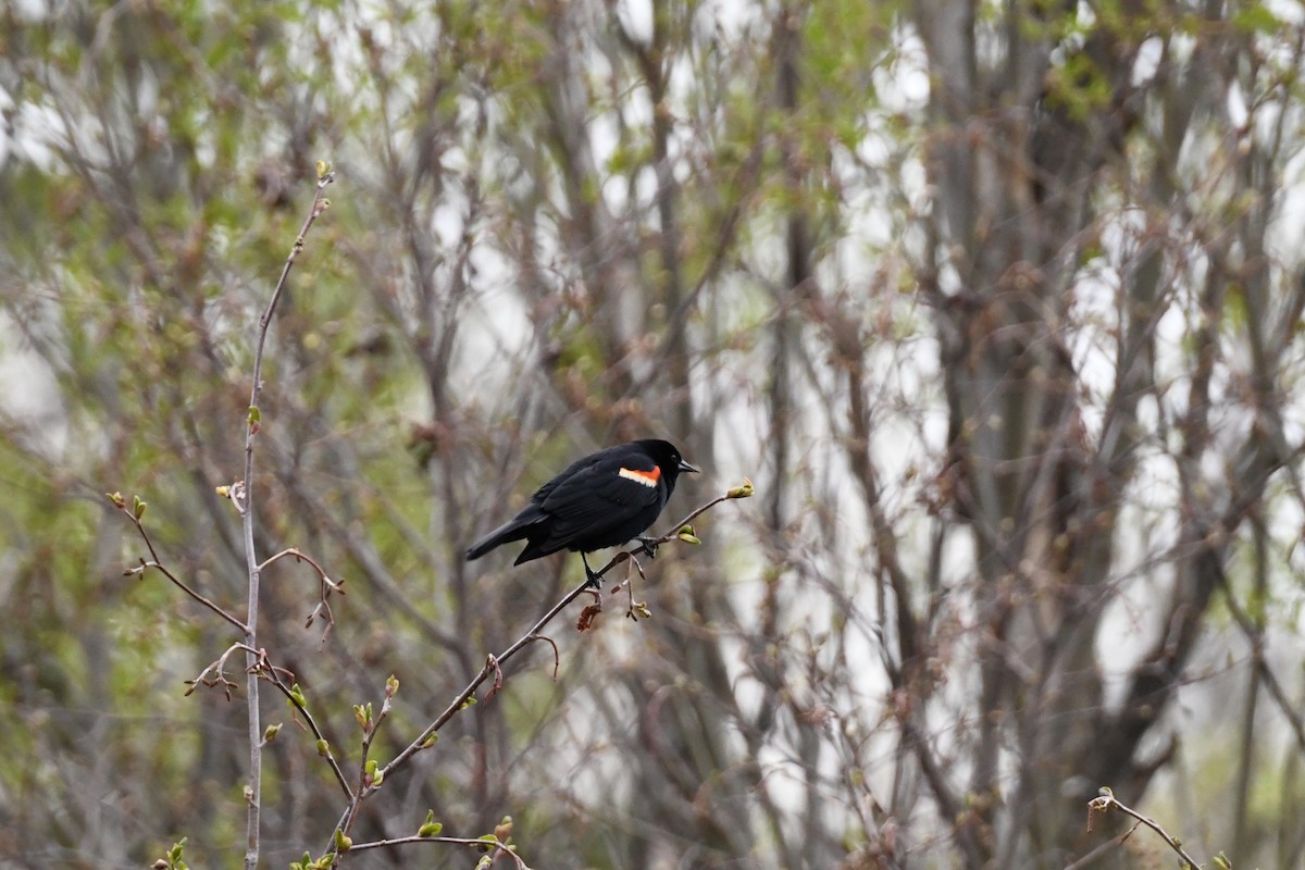 Red-winged Blackbird - ML619200653