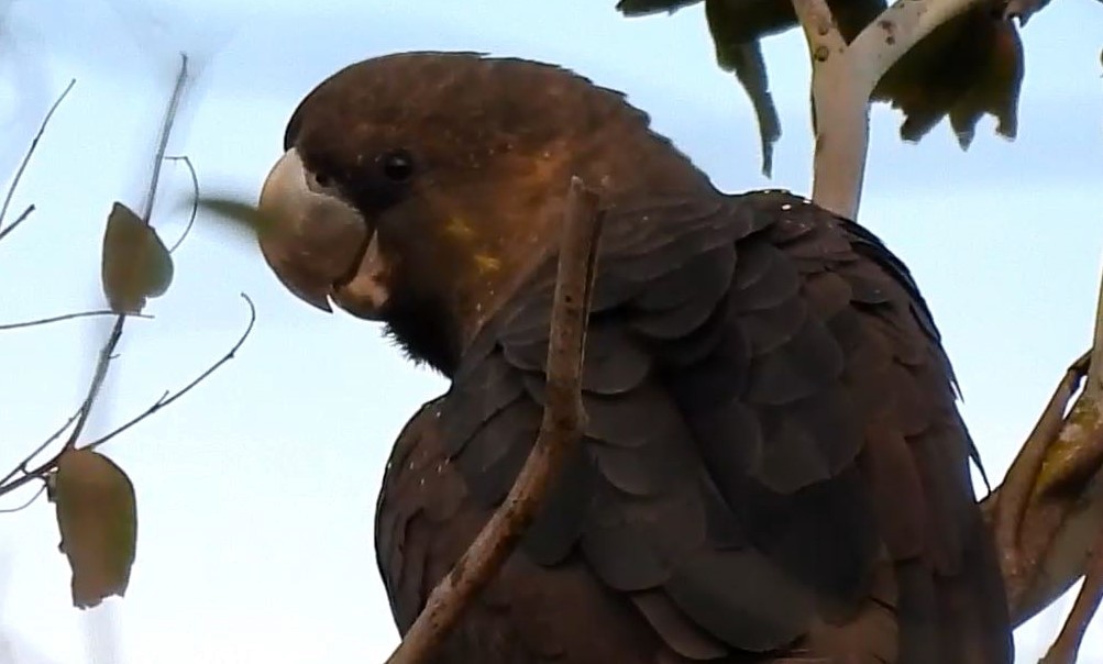 kakadu hnědohlavý - ML619200729