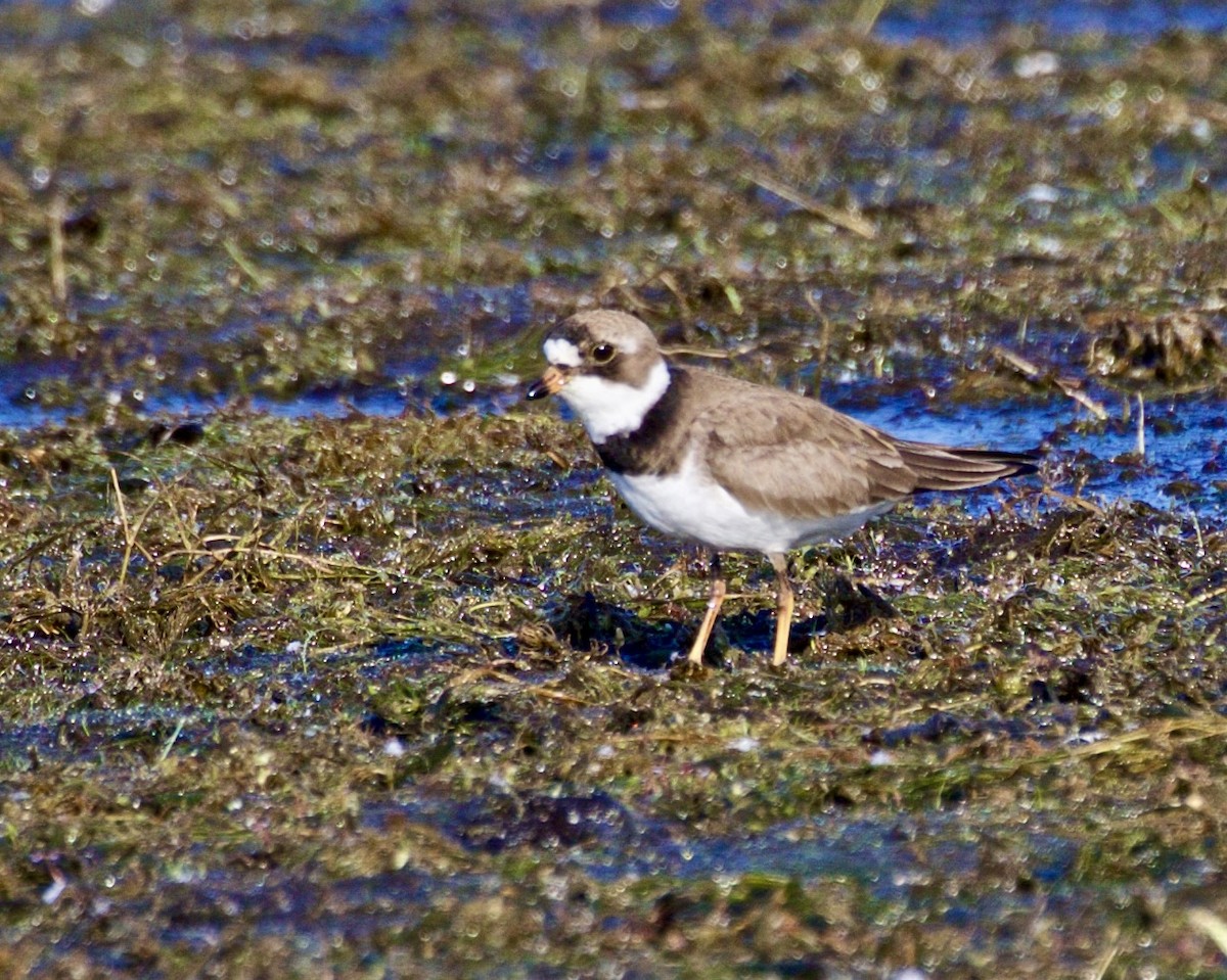 Semipalmated Plover - ML619200735