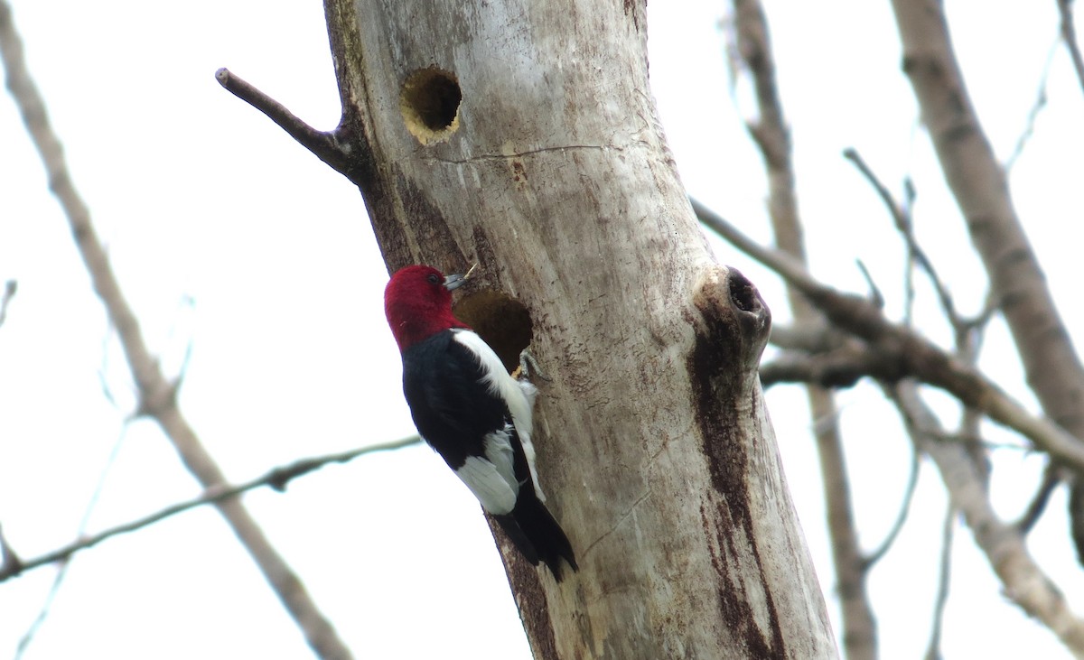 Red-headed Woodpecker - ML619200739