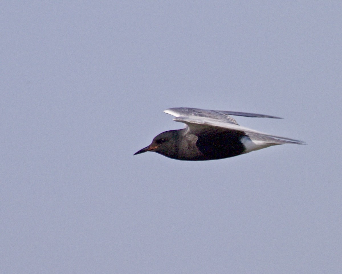 Black Tern - ML619200769