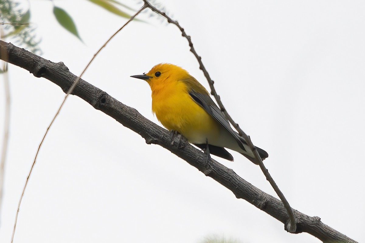 Prothonotary Warbler - ML619200770