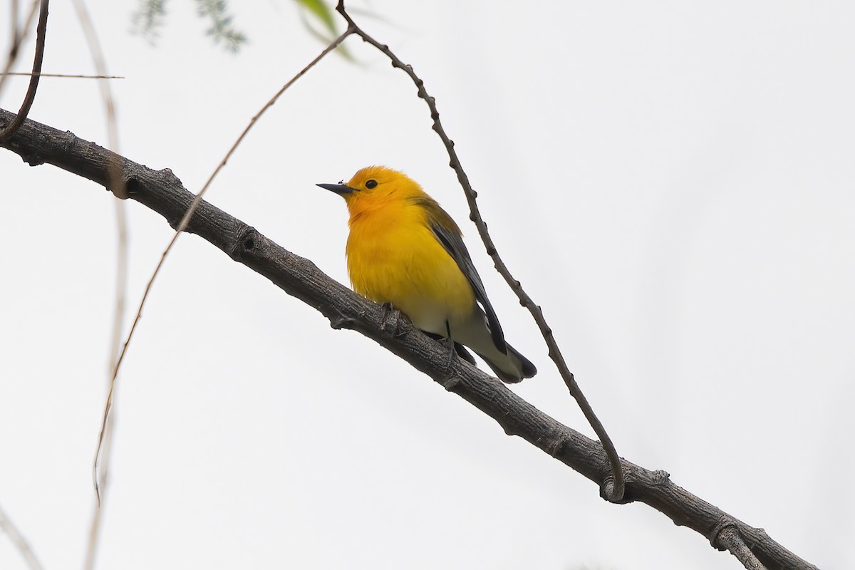 Prothonotary Warbler - ML619200771